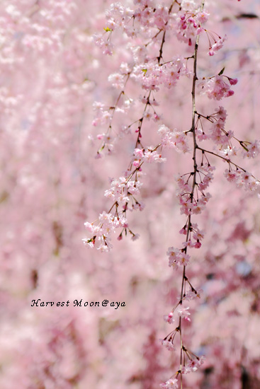 SAKURA~また来年!_b0208495_0242383.jpg