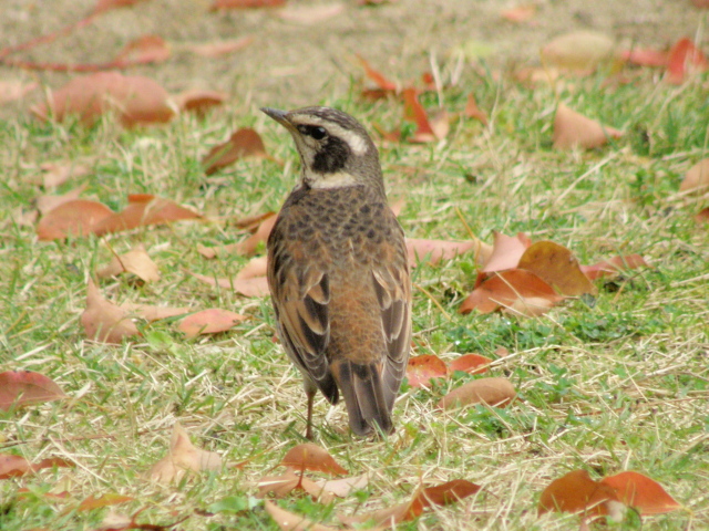 a0206496_8532992.jpg