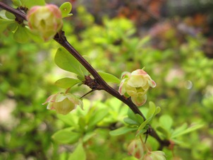 c0117898_1743402.jpg