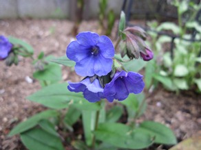 c0117898_1748339.jpg