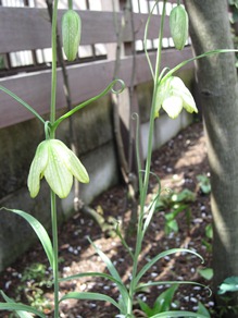 c0117898_17533475.jpg