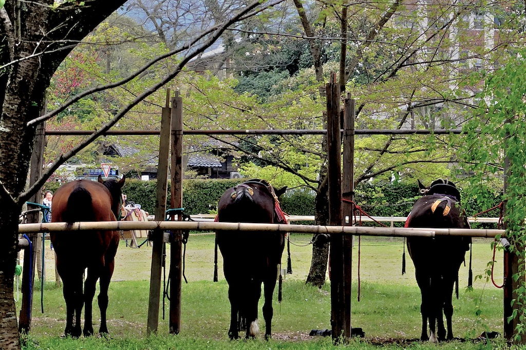 春の京都_d0117999_1772746.jpg