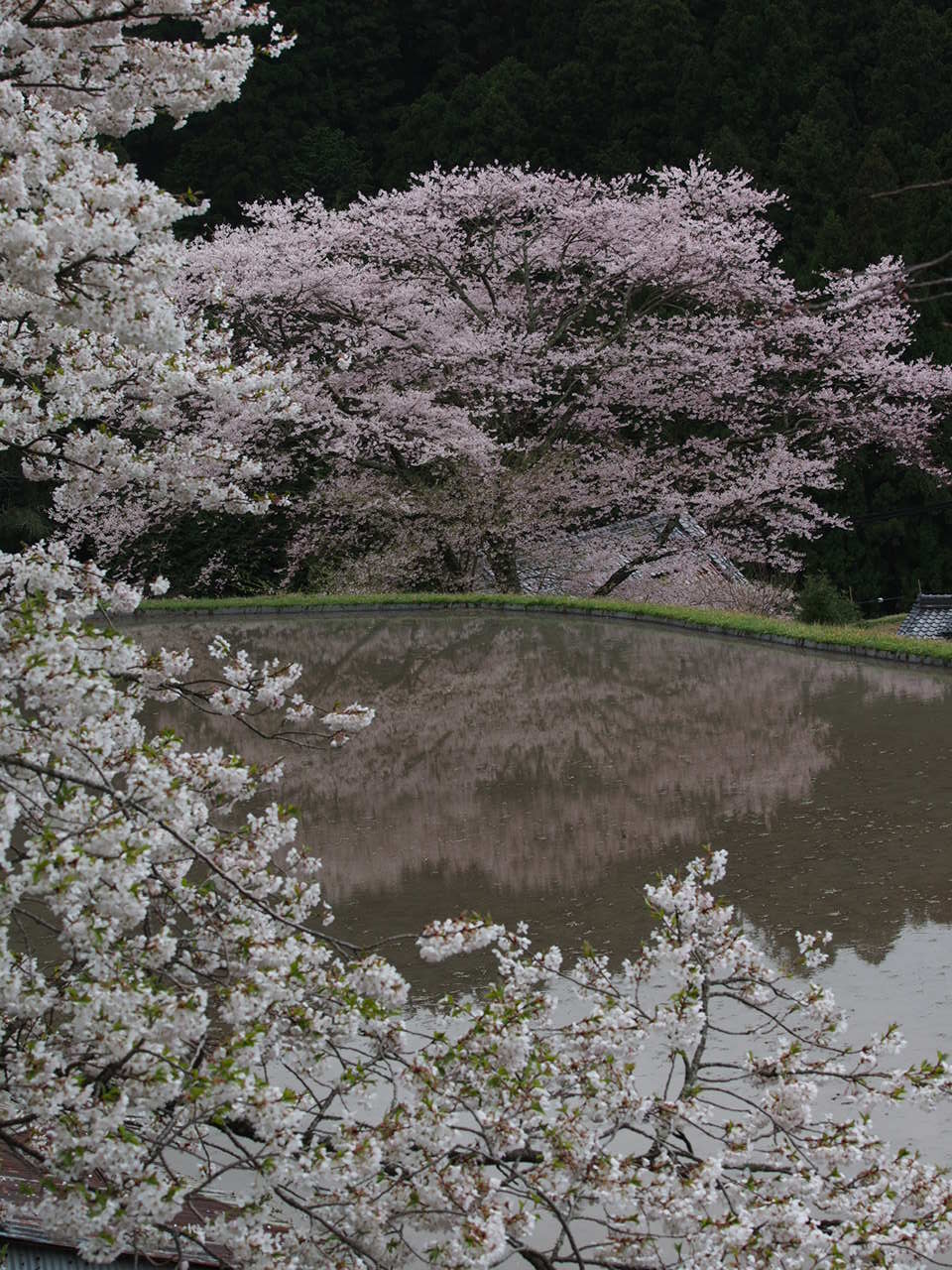 2012の桜④_d0020300_21124990.jpg