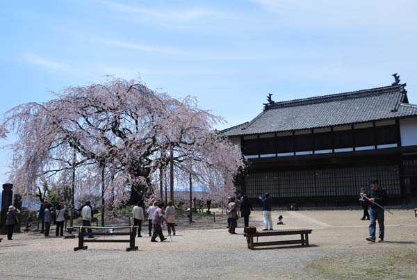 飯田市の桜・・_a0044202_14265766.jpg