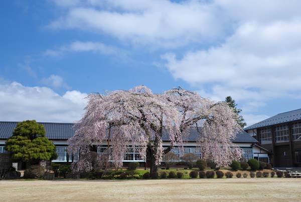 飯田市の桜・・_a0044202_14281874.jpg