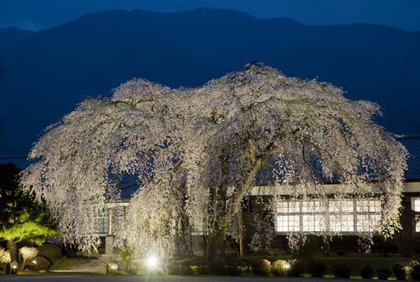 飯田市の桜・・_a0044202_14395513.jpg