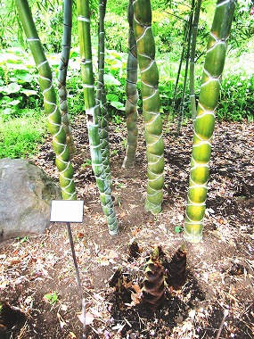江戸城散歩(江戸の仲間)_c0187004_2338192.jpg