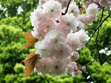 江戸城散歩(江戸の仲間)_c0187004_23404195.jpg