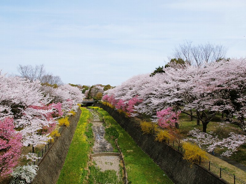 昭和記念公園の桜　その１_b0231705_20105014.jpg