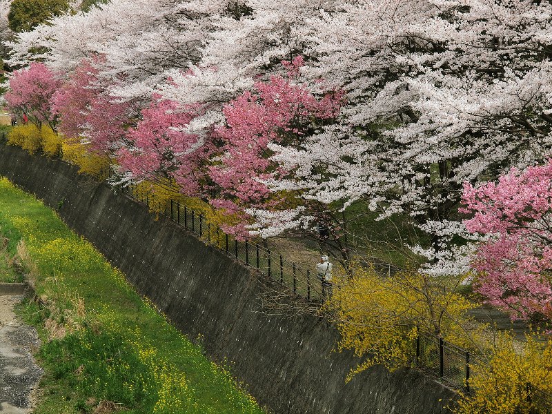 昭和記念公園の桜　その１_b0231705_20111310.jpg