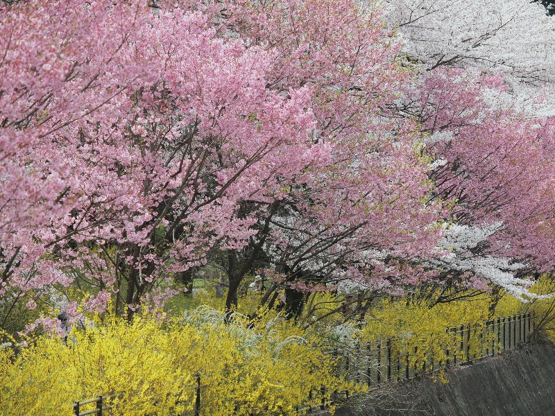 昭和記念公園の桜　その１_b0231705_20121225.jpg