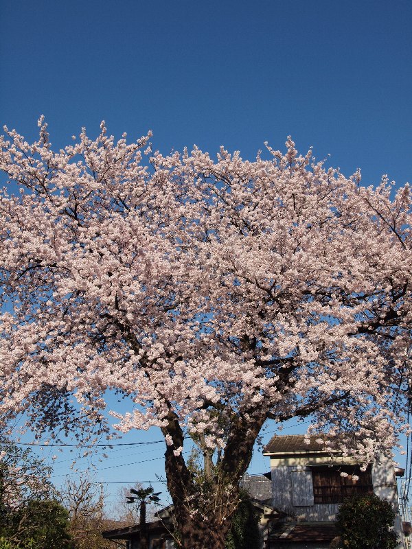 近所の桜　その４_b0231705_9511997.jpg