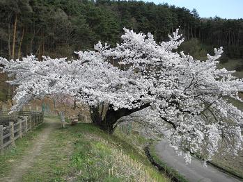 お花見散歩 薄川&千鹿頭池_d0032405_1164344.jpg