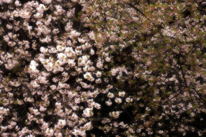 a0263109_10314892.jpg