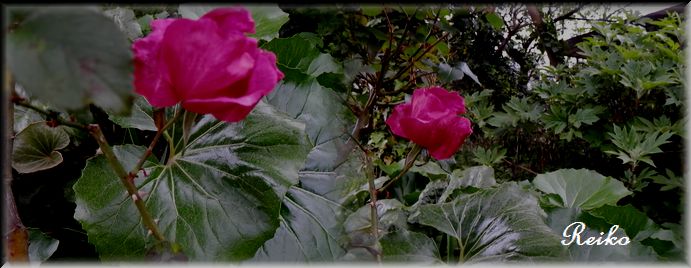 c0097309_1937449.jpg