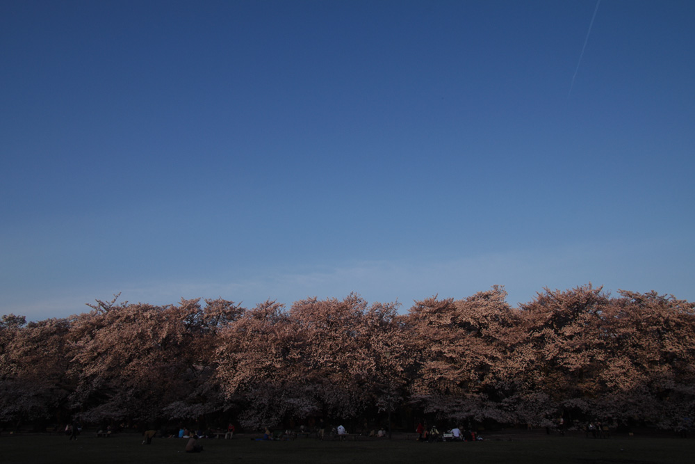 小金井公園の桜_d0176509_2214068.jpg