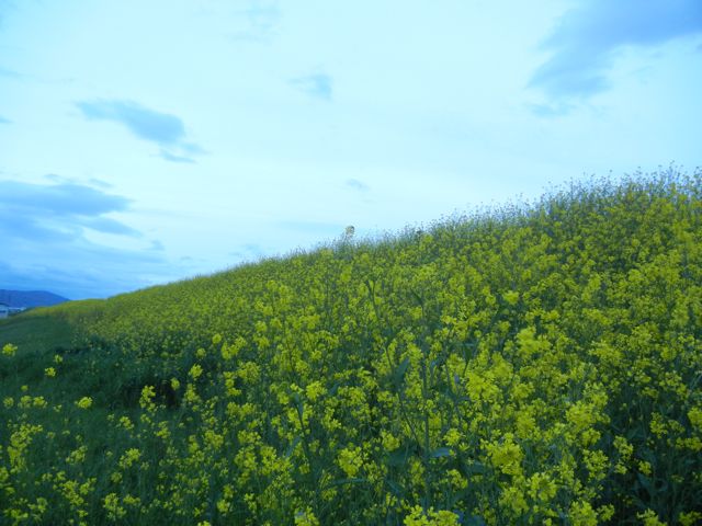 4/21(土) 三島江へ『菜の花』と『レンゲ』を見に行って来ました〜_a0059812_2105058.jpg