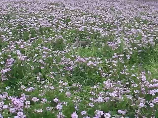 4/21(土) 三島江へ『菜の花』と『レンゲ』を見に行って来ました〜_a0059812_21181233.jpg