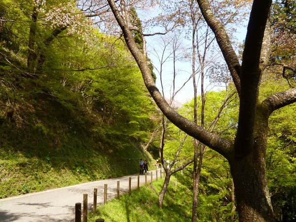 奈良　吉野の桜　まだ間に合います♪_e0233614_7572953.jpg