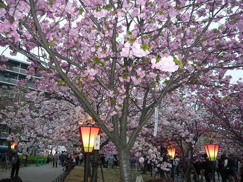 造幣局－桜の通り抜け－_f0223914_1110241.jpg