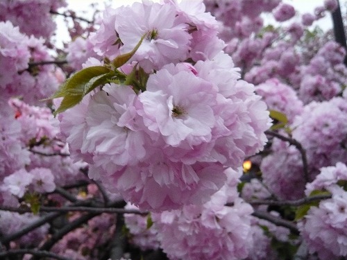 造幣局－桜の通り抜け－_f0223914_11104152.jpg