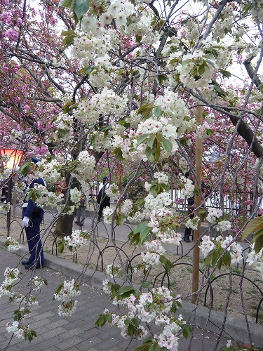 造幣局－桜の通り抜け－_f0223914_11112868.jpg