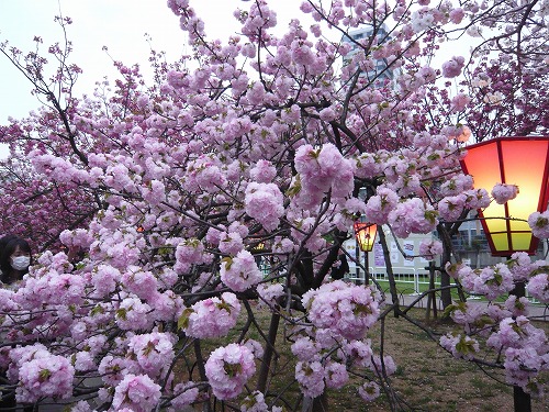 造幣局－桜の通り抜け－_f0223914_11115172.jpg