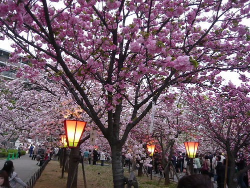 造幣局－桜の通り抜け－_f0223914_11121019.jpg