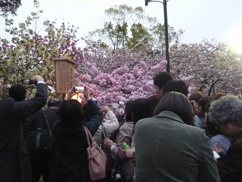 造幣局－桜の通り抜け－_f0223914_1132870.jpg