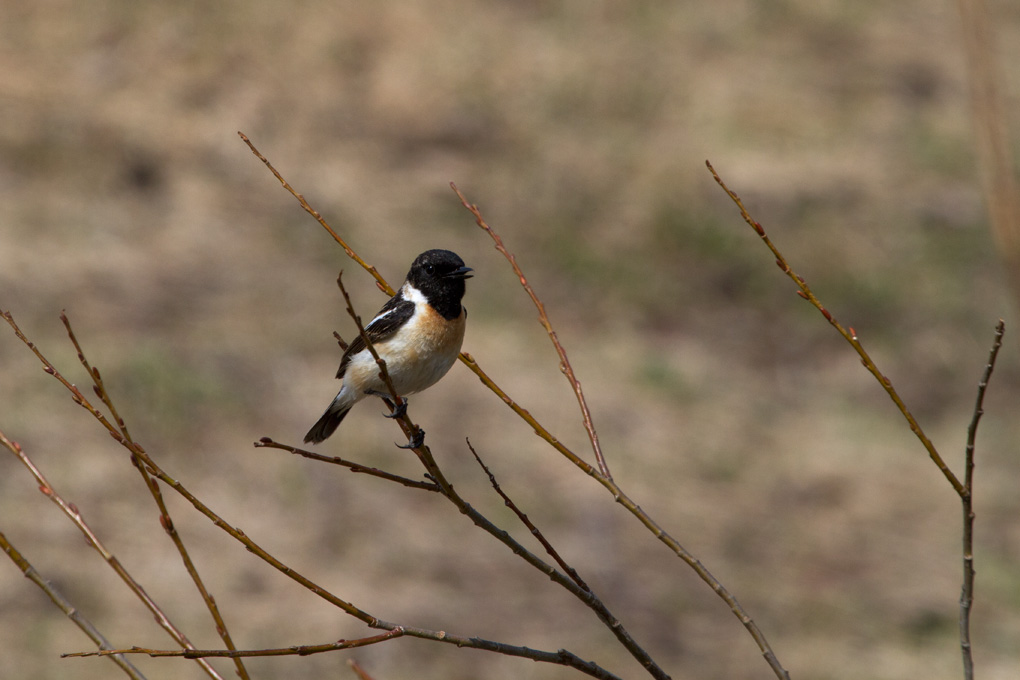 野鳥たち_b0189415_2132334.jpg