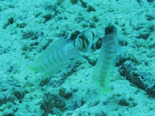 前者と後者(長文)_c0211615_1455587.jpg