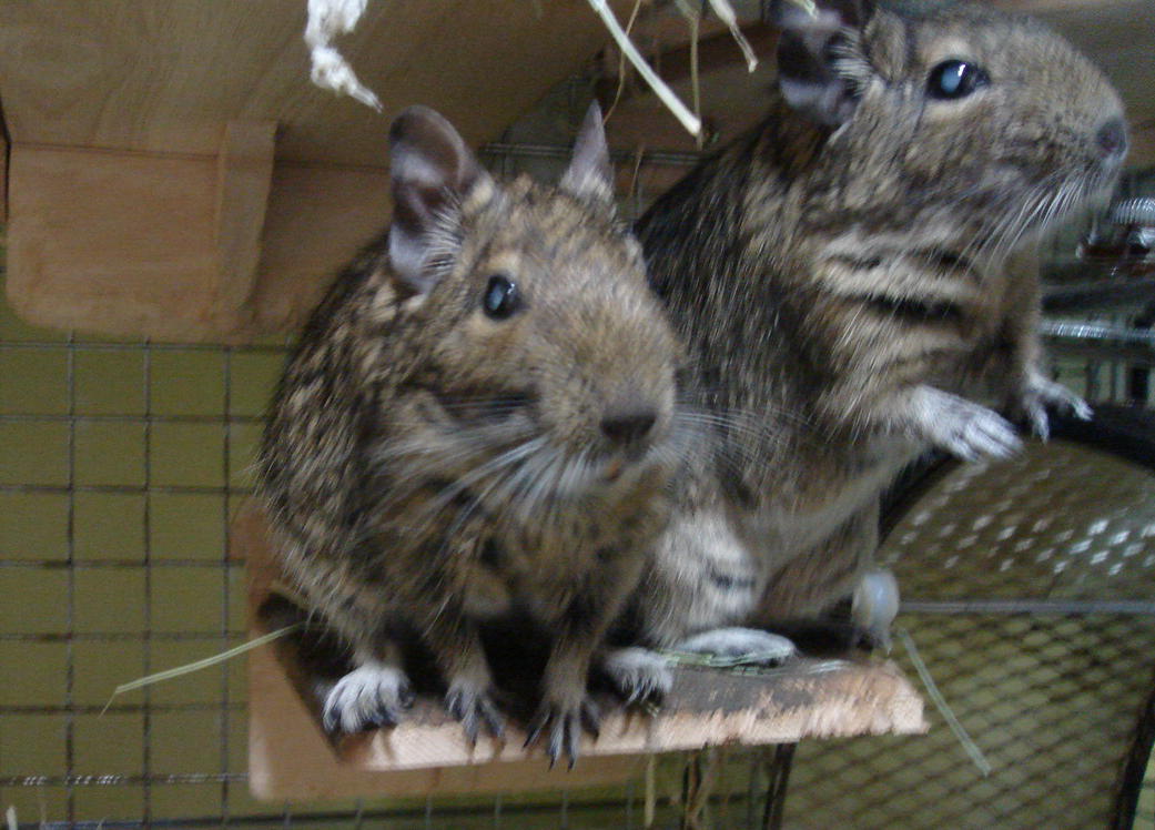 ドラマに出演 のんびりタルトパイ日記