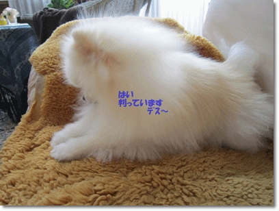 b0167519_2059033.gif