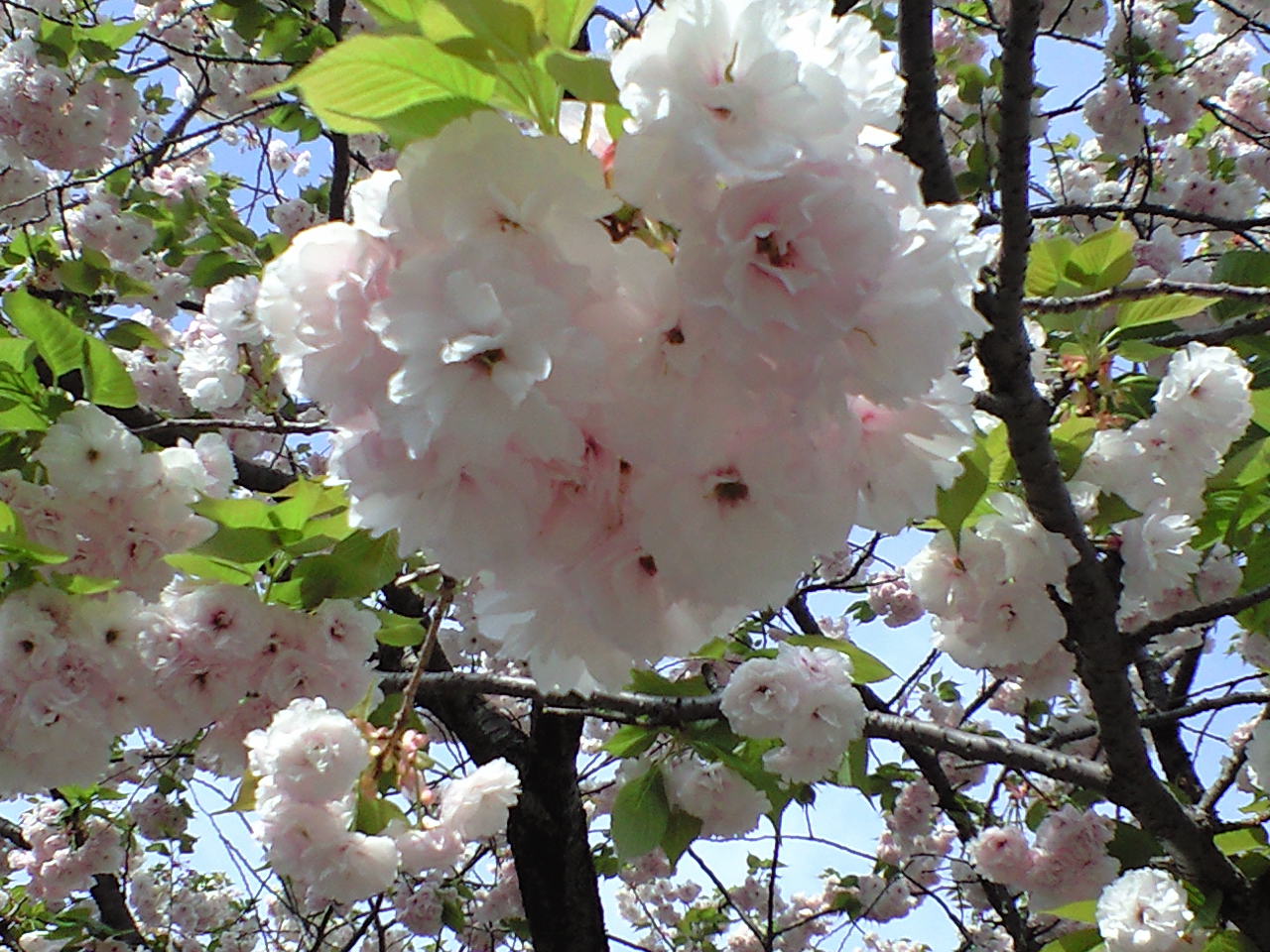 《八重桜》が美しく咲きました！_b0221219_17461842.jpg