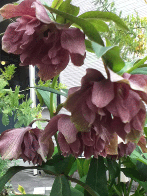 e0219819_1653338.gif