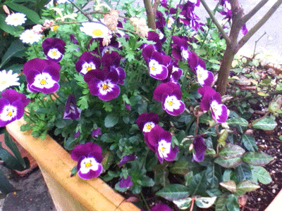 e0219819_16535279.gif