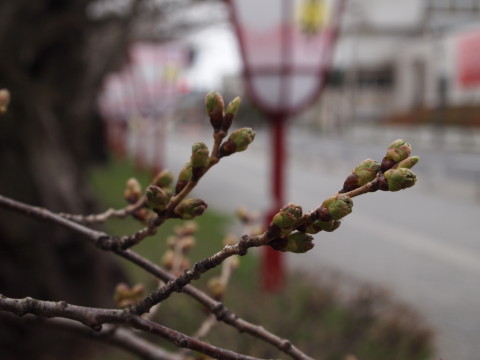 弘前公園桜20120422_b0147224_20501110.jpg