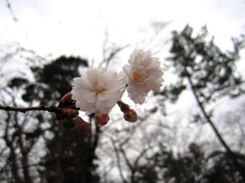 弘前公園桜20120422_b0147224_20592233.jpg