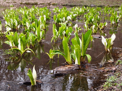 弘前公園桜20120422_b0147224_214128.jpg