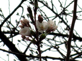 弘前公園桜20120422_b0147224_2173242.jpg