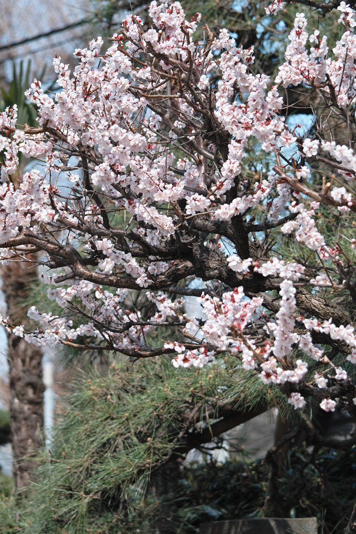 春は突然に　～4月1日・坂川～_c0223825_23442972.jpg