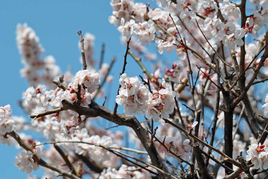 春は突然に　～4月1日・坂川～_c0223825_23463710.jpg