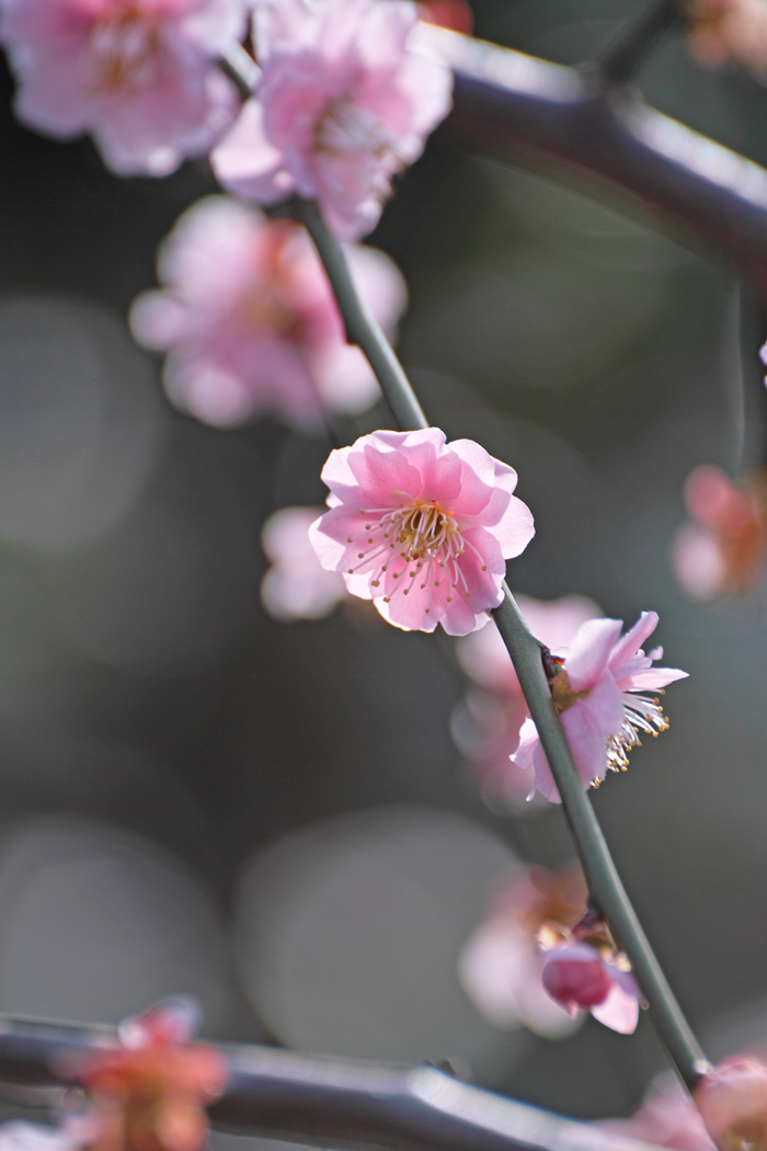 春は突然に　～4月1日・坂川～_c0223825_23512392.jpg