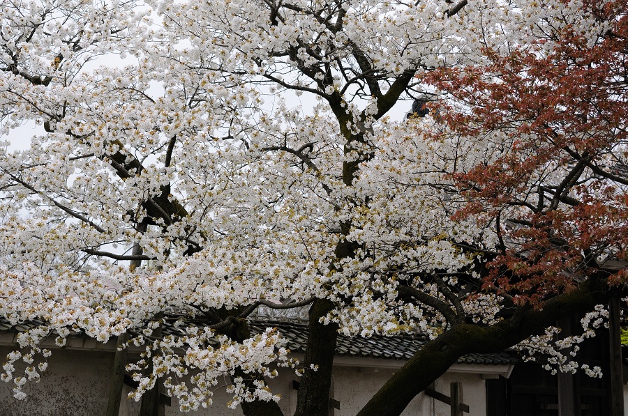 最後の山桜_b0230131_741320.jpg