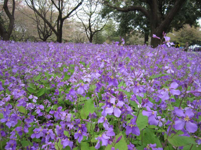 昭和記念公園のダイコンハナハナに圧倒されました。_d0000031_8464324.jpg