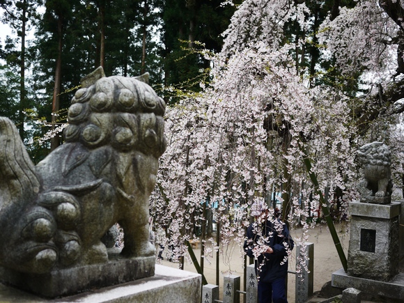 諏訪神社の枝垂れ桜_e0206031_8565051.jpg