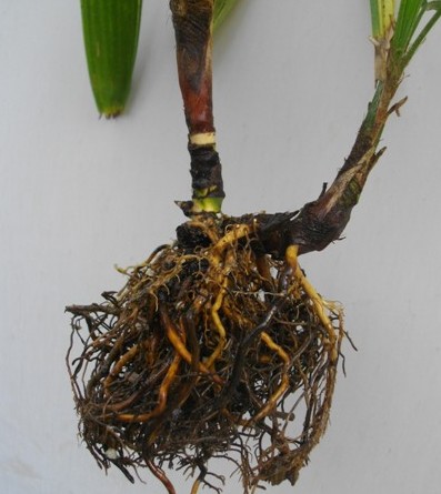 観音竹の植え替え 蘭と観音竹がんばります パソコン ウォーキングもがんばります