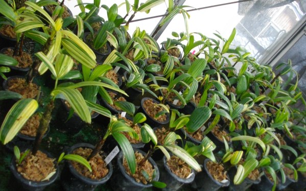観音竹の植え替え 蘭と観音竹がんばります パソコン ウォーキングもがんばります