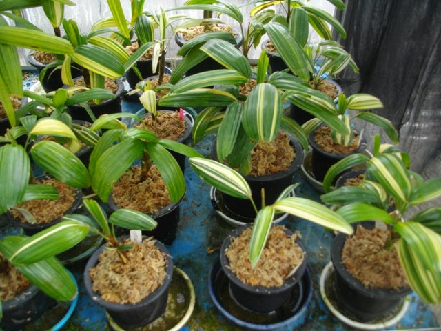 観音竹の植え替え 蘭と観音竹がんばります パソコン ウォーキングもがんばります