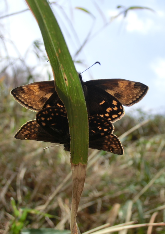 ミヤマセセリ堪能　in埼玉県中北部2012.04.15③_a0126632_15515.jpg